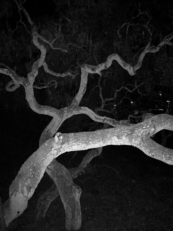night tangle 2