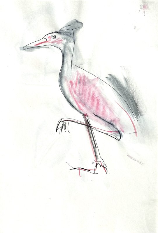 pink bird