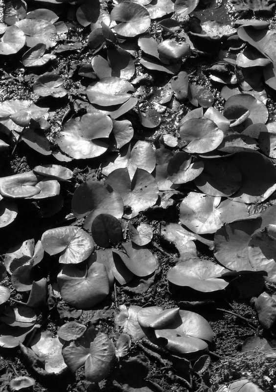 pond 1