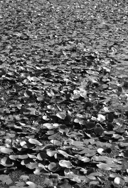 pond 2