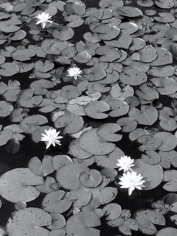 pond 7