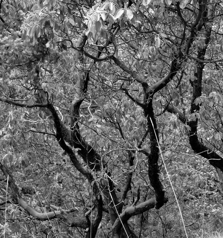 shimmering tangle