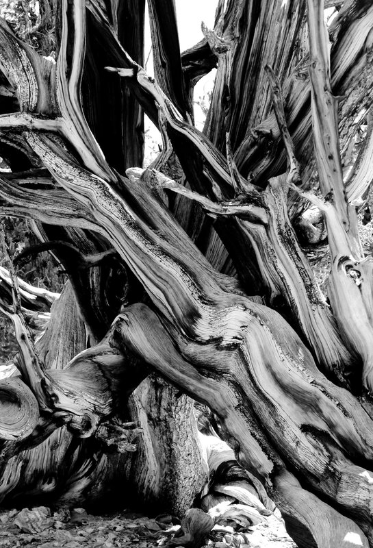 tangle 2