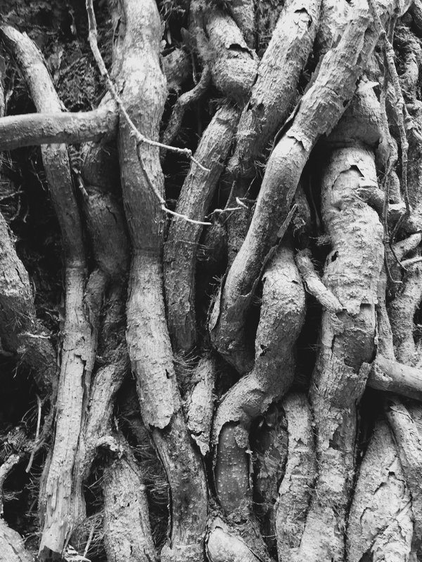 tangle 4