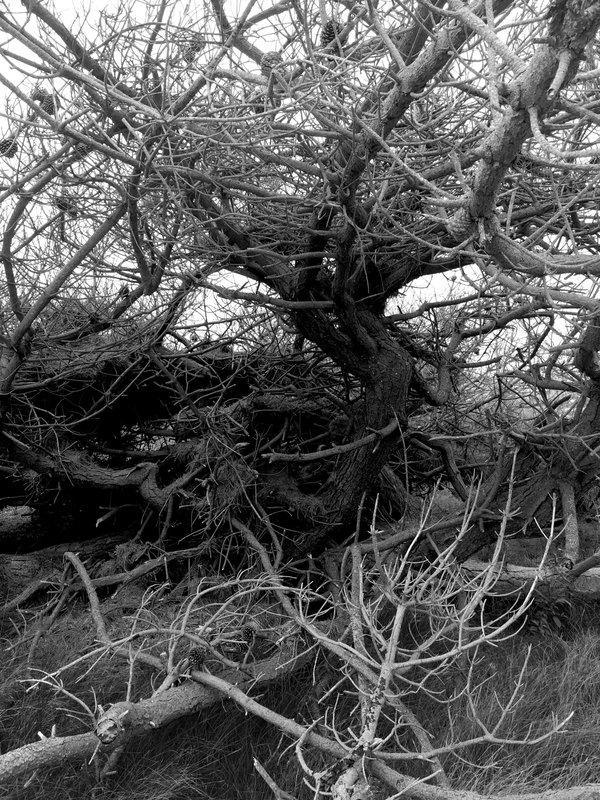 tangle 6