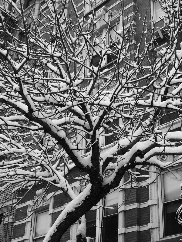 vertical branches