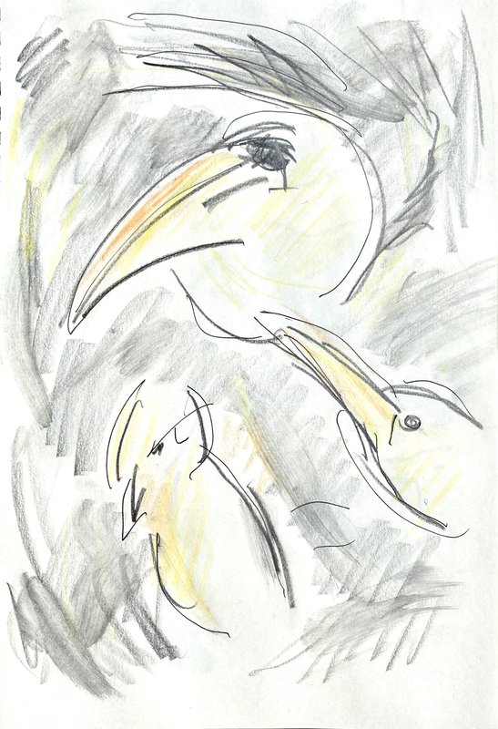 yellow and gray birds